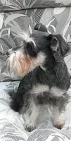 Pepper, a female Miniature Schnauzer for sale in Spokane, WA – 4 of 8