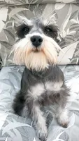 Pepper, a female Miniature Schnauzer for sale in Spokane, WA – 3 of 8