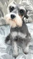 Pepper, a female Miniature Schnauzer for sale in Spokane, WA – 2 of 8