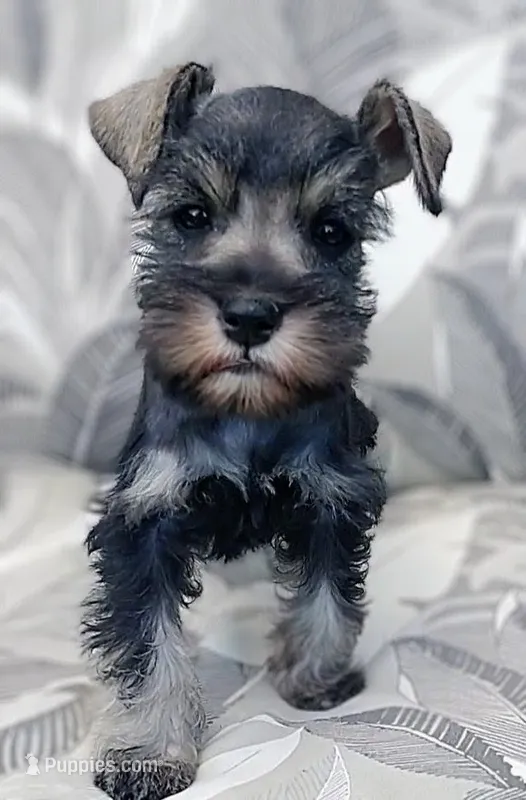 *Honey* – Miniature Schnauzer puppy for sale in Spokane, WA