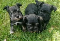 Sugar, a female Miniature Schnauzer for sale in Spokane, WA – 4 of 10