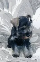 *Honey*, a female Miniature Schnauzer for sale in Spokane, WA – 4 of 10