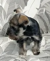 *Sugar*, a female Miniature Schnauzer for sale in Spokane, WA – 4 of 7
