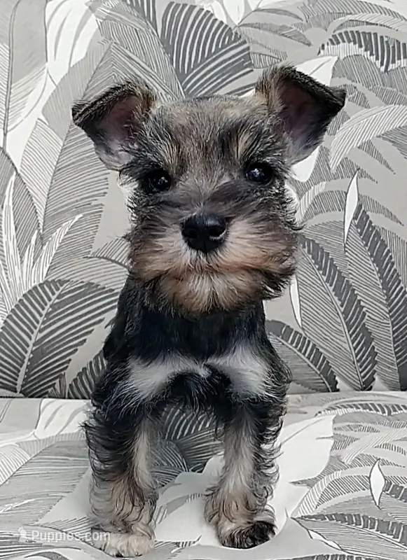 Sugar <12 lbs – Miniature Schnauzer puppy for sale in Spokane, WA
