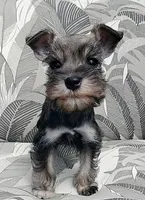 Sugar <12 lbs, a female Miniature Schnauzer for sale in Spokane, WA – 2 of 8