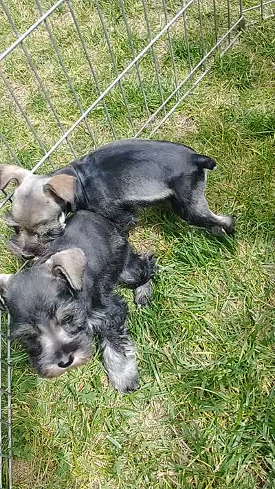 *Honey*, a female Miniature Schnauzer for sale in Spokane, WA – 7 of 10