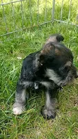 Sugar, a female Miniature Schnauzer for sale in Spokane, WA – 2 of 10