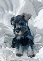 *Honey*, a female Miniature Schnauzer for sale in Spokane, WA – 1 of 10