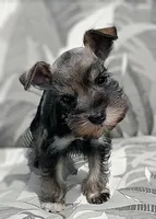 Sugar <12 lbs, a female Miniature Schnauzer for sale in Spokane, WA – 1 of 8