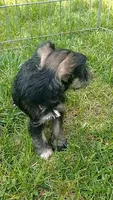 Sugar, a female Miniature Schnauzer for sale in Spokane, WA – 3 of 10