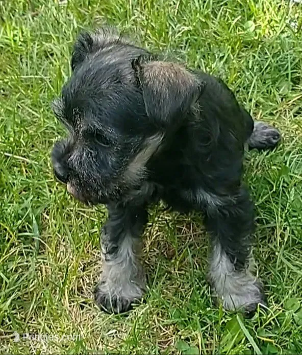 Honey – Miniature Schnauzer puppy for sale in Spokane, WA