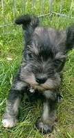 *Sugar*, a female Miniature Schnauzer for sale in Spokane, WA – 5 of 7