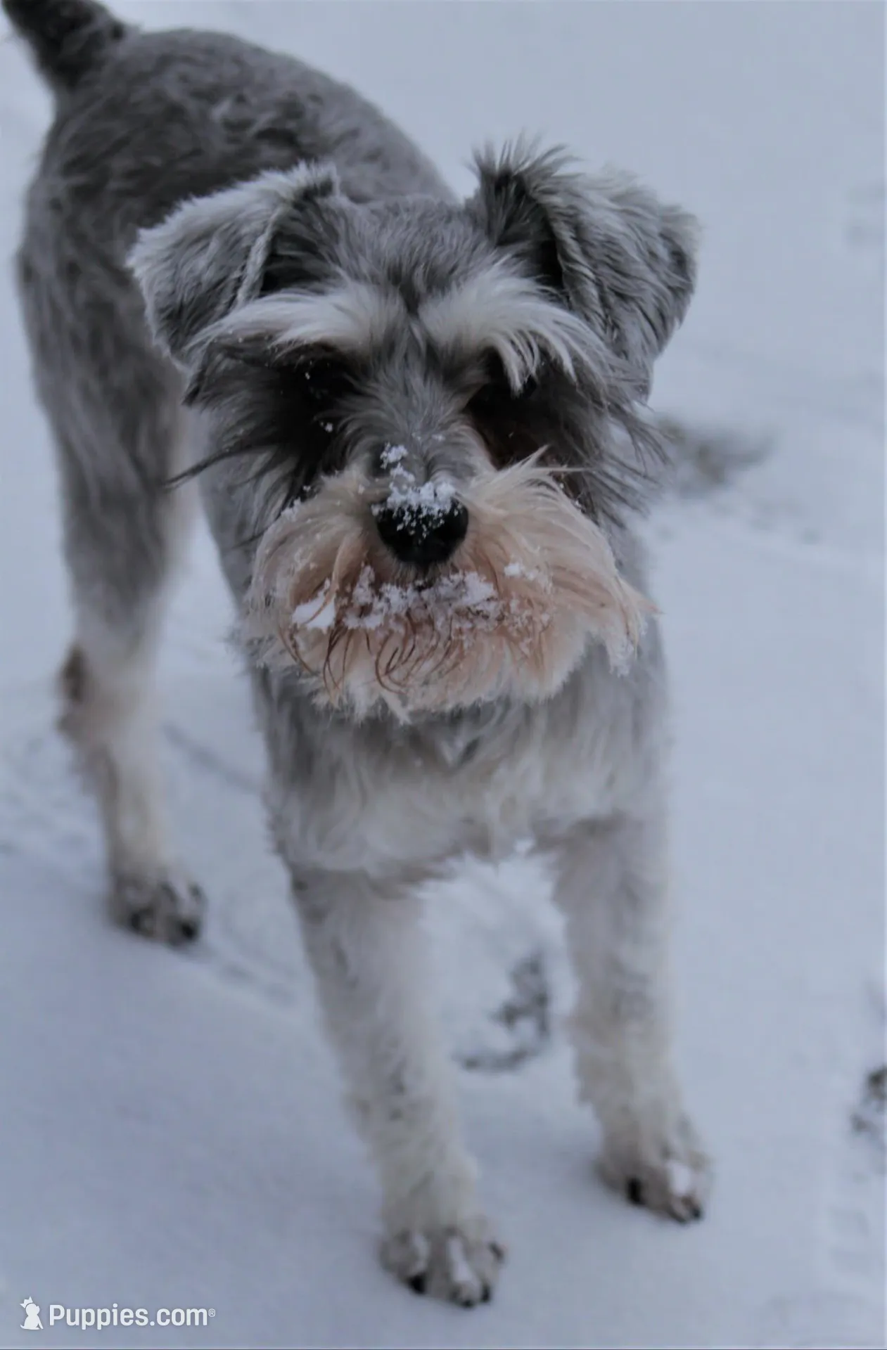 Pepper, a female Miniature Schnauzer for sale in Spokane, WA – 6 of 8