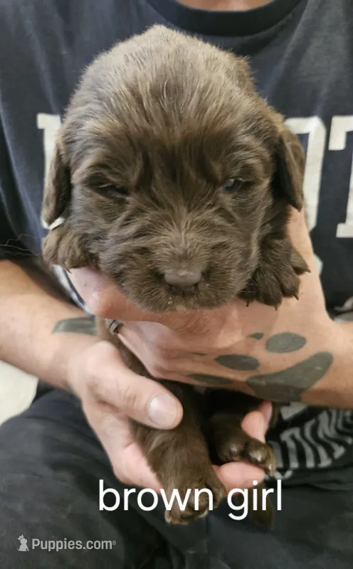 Brown Newfie girl – Newfoundland puppy for sale in Maple Falls, WA