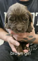 Brown Newfie girl, a female Newfoundland for sale in Maple Falls, WA – 1 of 1