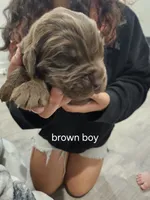 Brown Newfie boy, a male Newfoundland for sale in Maple Falls, WA – 1 of 1