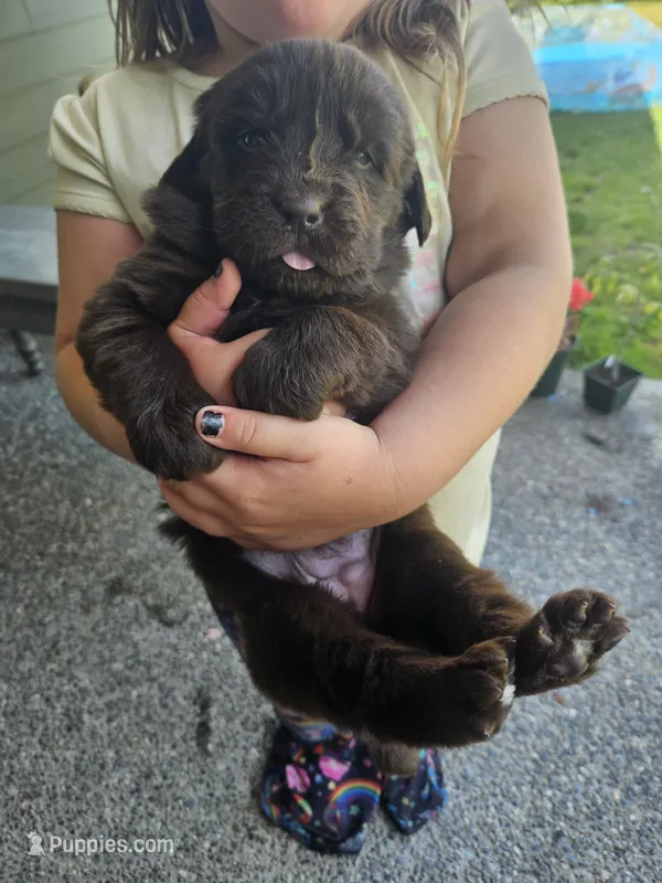 Brown Newfie girl – Newfoundland puppy for sale in Maple Falls, WA
