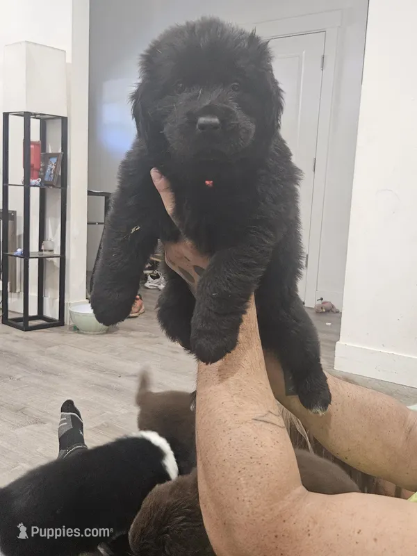 Newfie girl – Newfoundland puppy for sale in Maple Falls, WA