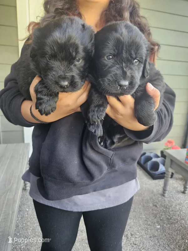 Newfie girl – Newfoundland puppy for sale in Maple Falls, WA