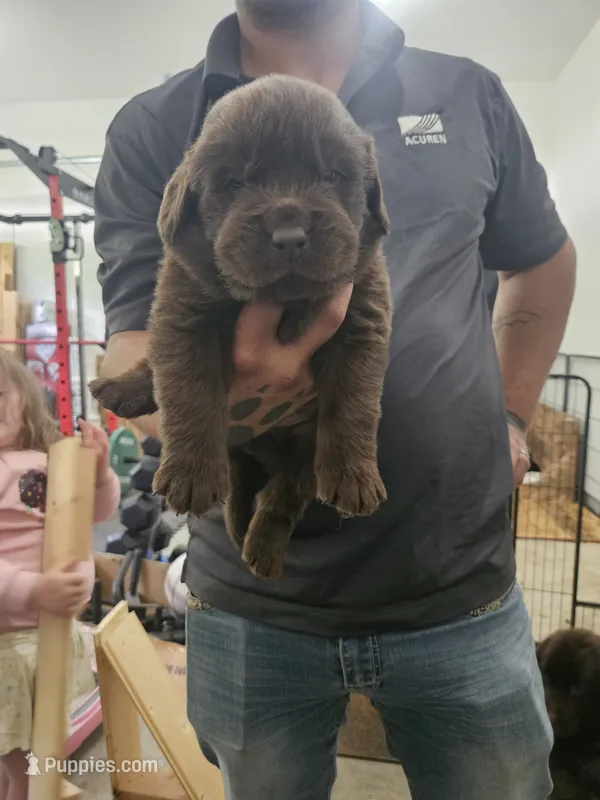 Brown Newfie boy – Newfoundland puppy for sale in Maple Falls, WA