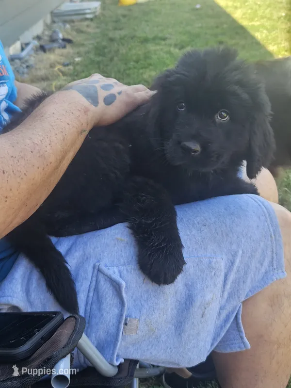 Newfie girl – Newfoundland puppy for sale in Maple Falls, WA