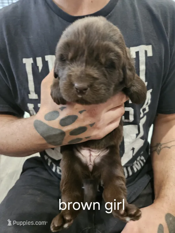 Brown Newfie girl – Newfoundland puppy for sale in Maple Falls, WA