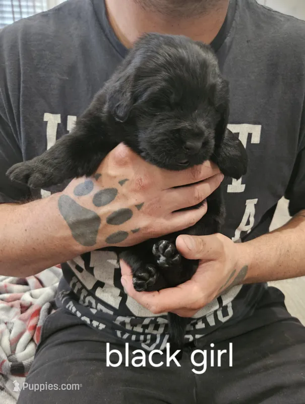 Newfie girl – Newfoundland puppy for sale in Maple Falls, WA