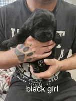 Newfie girl, a female Newfoundland for sale in Maple Falls, WA – 1 of 1