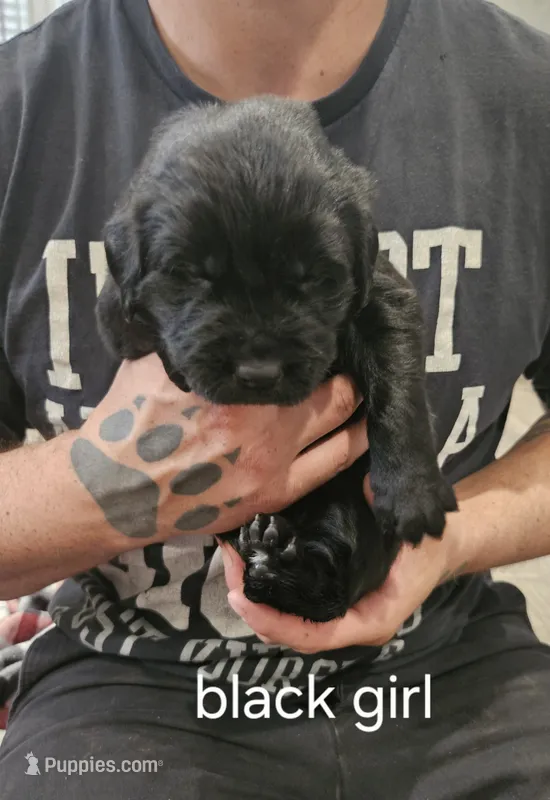 Newfie girl – Newfoundland puppy for sale in Maple Falls, WA