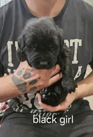 Newfie girl, a female Newfoundland for sale in Maple Falls, WA – 1 of 1