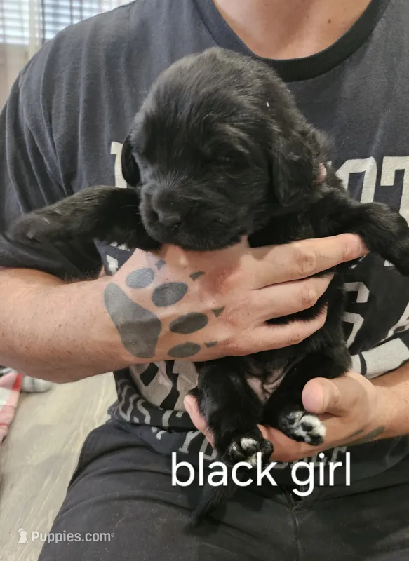 Newfie girl – Newfoundland puppy for sale in Maple Falls, WA