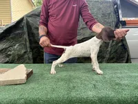 Beretta, a female German Shorthaired Pointer for sale in San Antonio, TX – 5 of 5