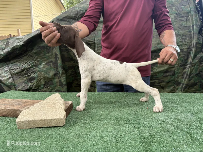 Beretta – German Shorthaired Pointer puppy for sale in San Antonio, TX