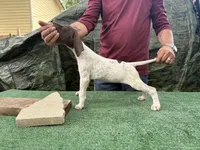 Beretta, a female German Shorthaired Pointer for sale in San Antonio, TX – 1 of 5
