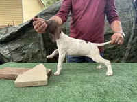 Beretta, a female German Shorthaired Pointer for sale in San Antonio, TX – 4 of 5