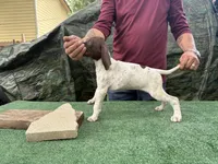 Beretta, a female German Shorthaired Pointer for sale in San Antonio, TX – 3 of 5