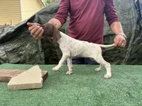 Beretta, a female German Shorthaired Pointer for sale in San Antonio, TX – 2 of 5