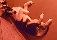 Oreo, a male Siberian Husky for sale in Franklin, NC – Photo 9 of 10