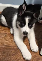 Oreo, a male Siberian Husky for sale in Franklin, NC – Photo 1 of 10