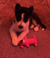 Oreo, a male Siberian Husky for sale in Franklin, NC – Photo 2 of 10