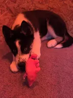 Oreo, a male Siberian Husky for sale in Franklin, NC – Photo 4 of 10