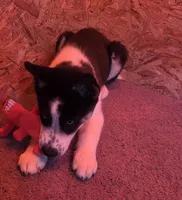 Oreo, a male Siberian Husky for sale in Franklin, NC – Photo 8 of 10