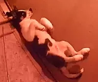 Oreo, a male Siberian Husky for sale in Franklin, NC – Photo 10 of 10