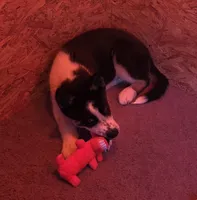 Oreo, a male Siberian Husky for sale in Franklin, NC – Photo 5 of 10