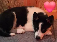 Oreo, a male Siberian Husky for sale in Franklin, NC – Photo 3 of 10