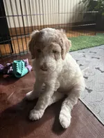 Bea, a female Poodle - Standard  for sale in Parker, CO – Photo 2 of 2