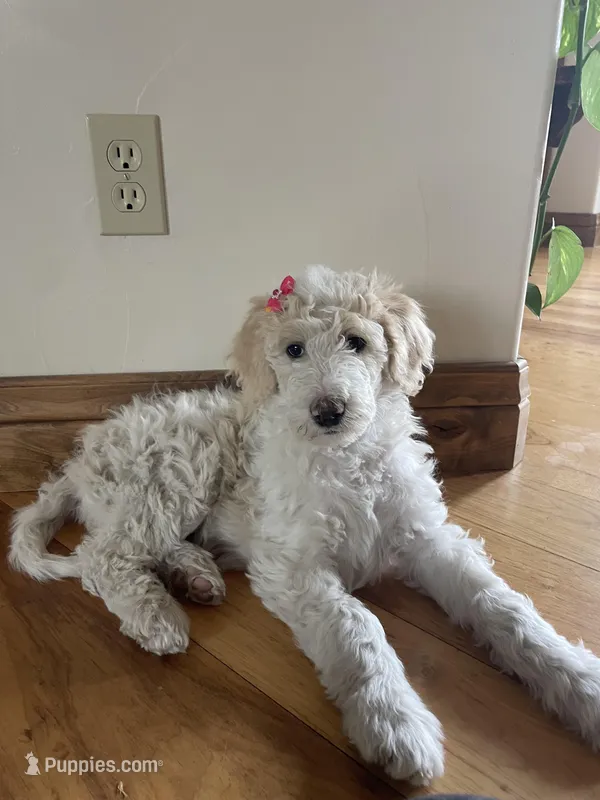 Bea – Poodle - Standard  puppy for sale in Parker, CO