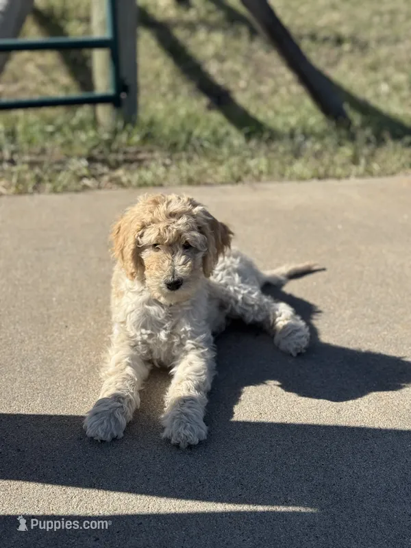 Vivian – Poodle - Standard  puppy for sale in Parker, CO