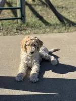 Vivian, a female Poodle - Standard  for sale in Parker, CO – 1 of 3