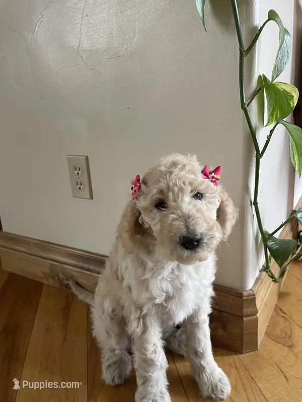 Vivian – Poodle - Standard  puppy for sale in Parker, CO